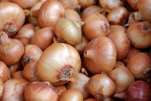 growing stages of onions